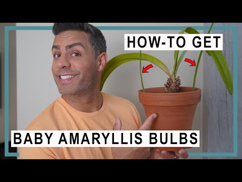 Vídeo: Bombetes i aigua d'Amaryllis - Consells sobre la cura de l'Amaryllis a l'aigua