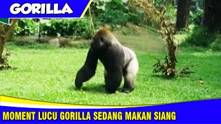 Moment Lucu GORILLA Sedang Makan Siang di Ragunan Zoo