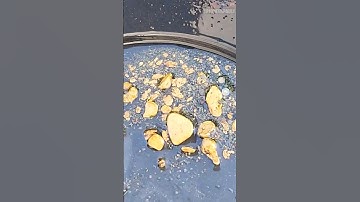 Diver Finds $1400 Of Gold In New Zealand!