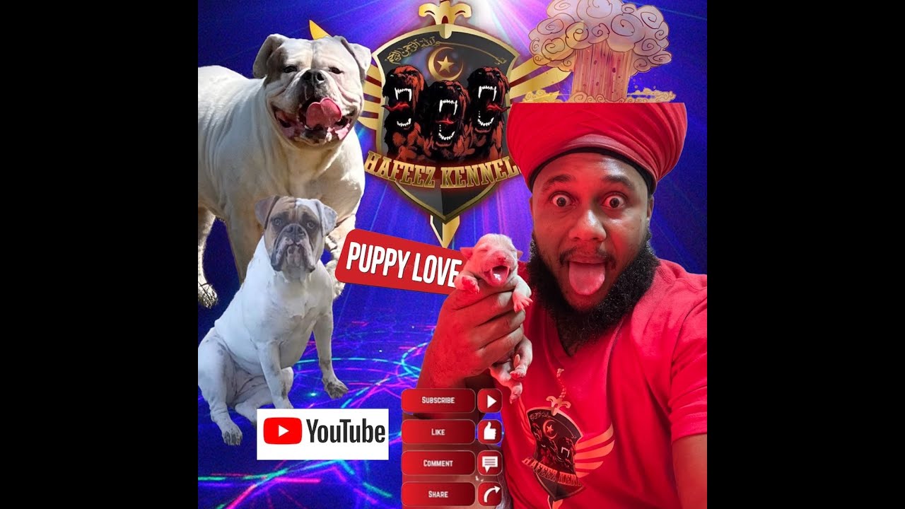 How To Bottle Feed newborn puppies dog doglover bulldog puppy how-to-bottle-feed-newborn-puppies-dog-doglover-bulldog-puppy