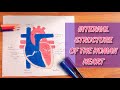 How to draw internal structure of the human heart  ayla atif