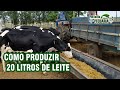 Como produzir 20 litros de leite com capim elefante +ureia e milho?