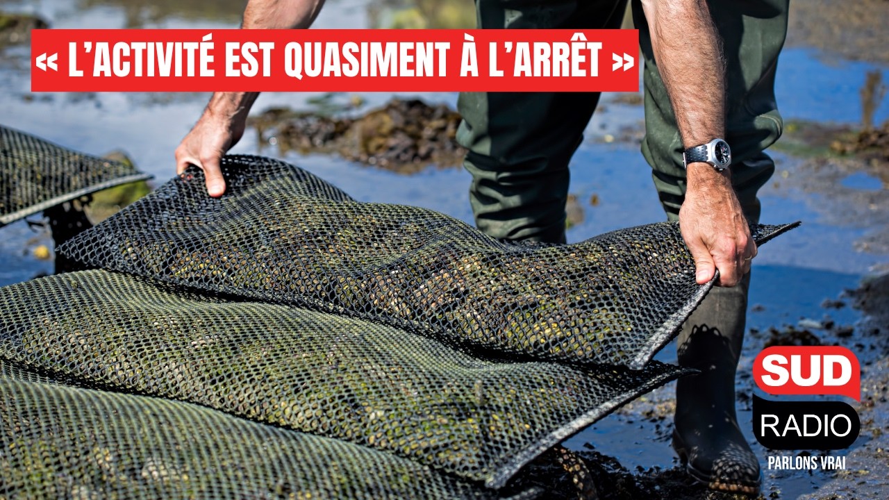 Sur le Bassin d’Arcachon, les ostréiculteurs frappés de plein fouet par les incendies
