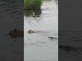 Huge Crocodile Attacks Male Lion 😱