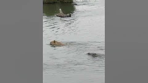 Huge Crocodile Attacks Male Lion 😱