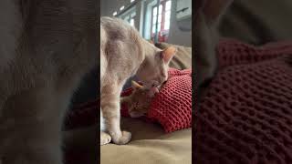 Felix the demon barber Profile