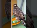 #shorts ニホンイヌワシの風(フウ)くん　　大森山動物園にて　2026年9月20日
