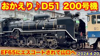 【おかえり!D51 200号機 EF65にエスコートされて山口へ 2024.4.20】