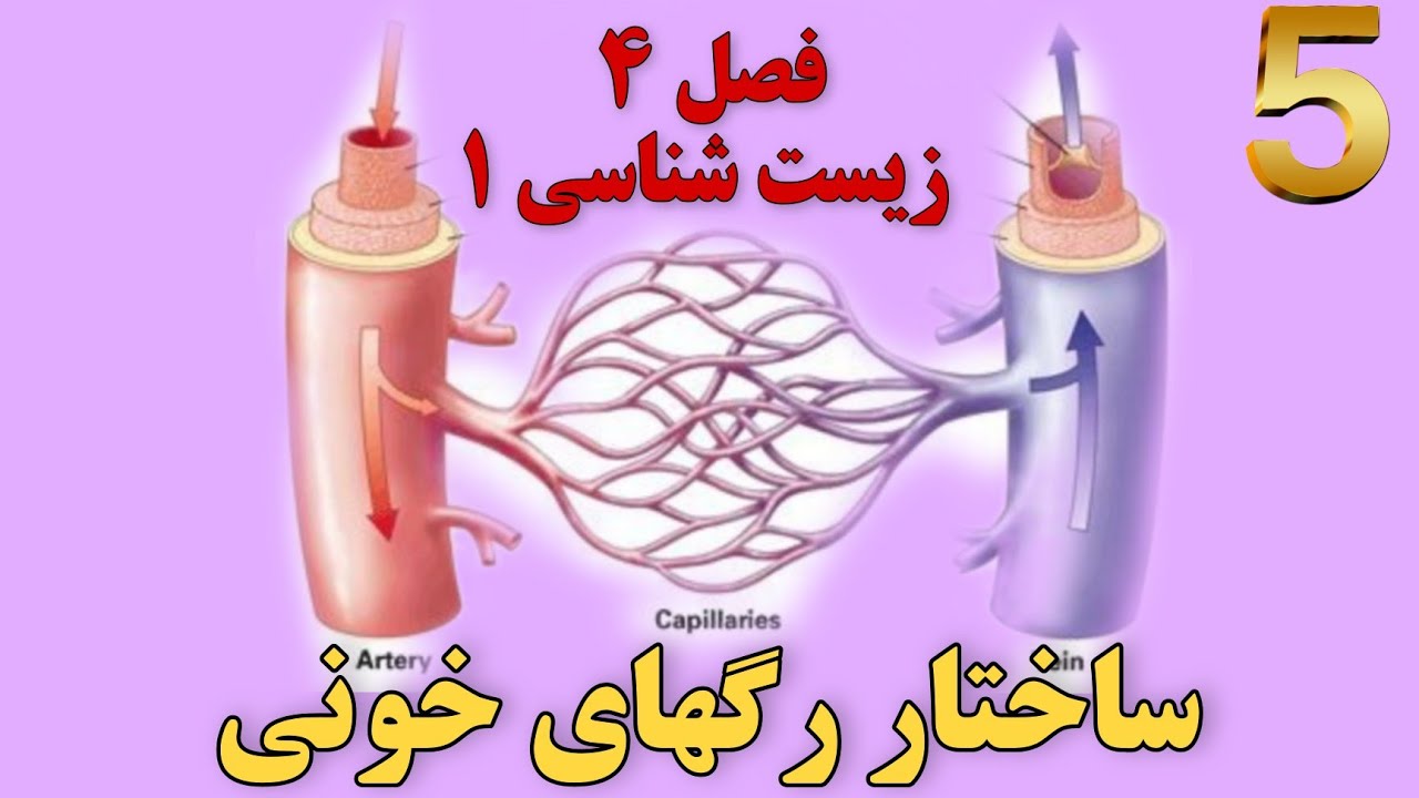 ساختار رگهای خونی | تدریس فصل ۴ زیست شناسی ۱ پایه دهم تجربی| structure ...