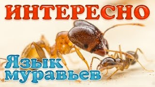 Интересные факты. Язык муравьев