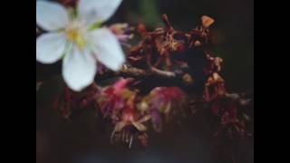 Video thumbnail of "Nolika - Flower Water"
