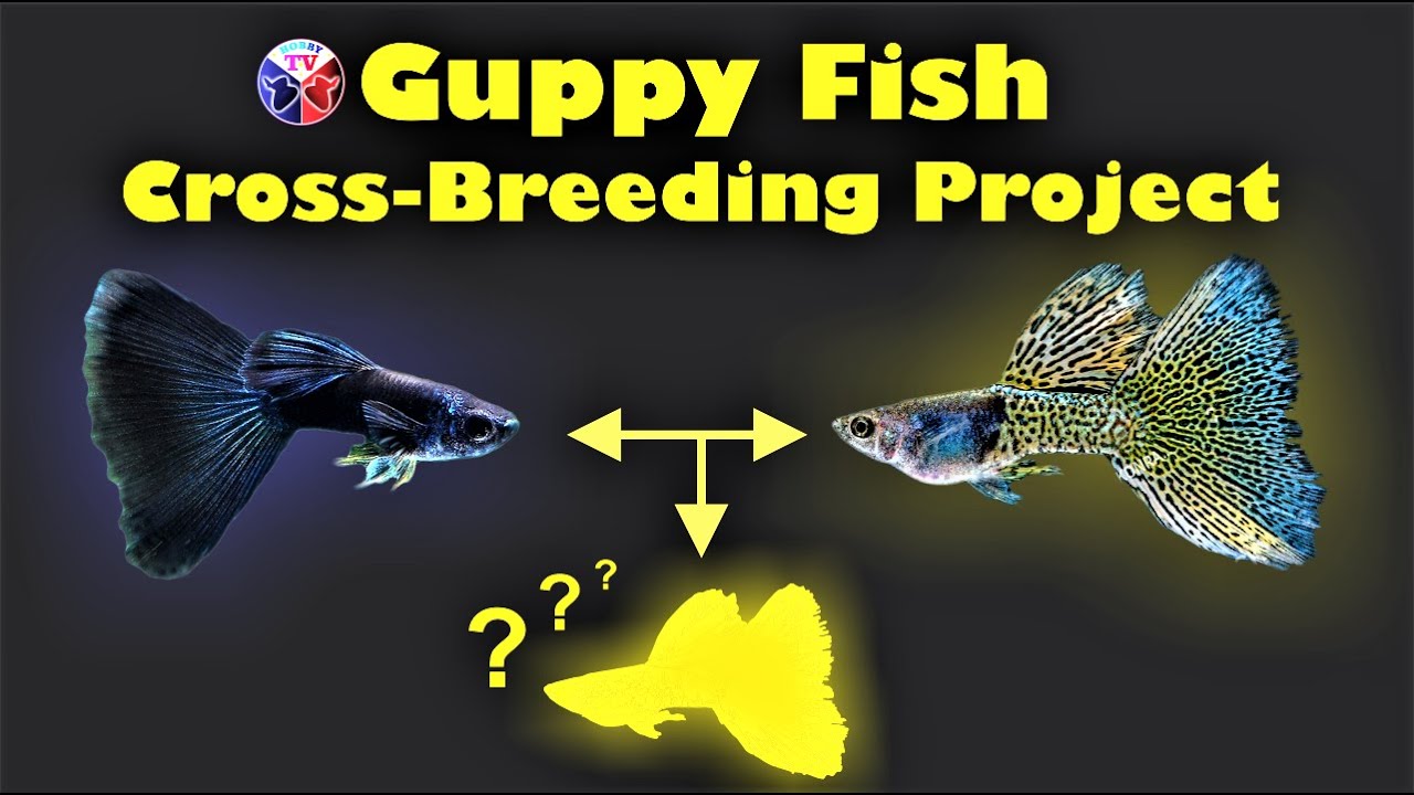 Guppy Fish Cross Breeding Project! - YouTube