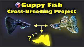 Guppy Fish Cross Breeding Project!