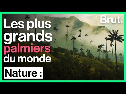 Vidéo: Quel Palmier A Les Plus Grandes Feuilles Du Monde