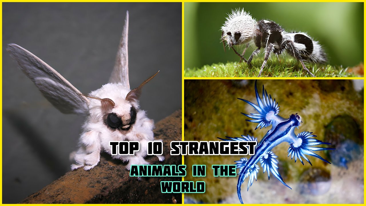 Strangest Top 10 Strangest Animals in the World That You Probably Don't Know ...