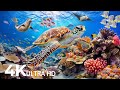 Amazing 4K Ocean Adventure 🐳 Dive Deep and Marvel at Sea Animal in The Best 4K ULTRA HD Aquarium #61