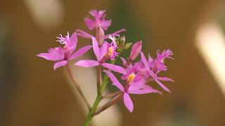 Prairie Yard & Garden: Ask the Arboretum Experts | Native Orchids in Minnesota