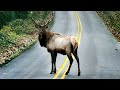 The Most Incredible Encounters With Wild Animals On The Road