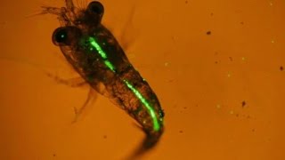 Plankton eating plastic caught on camera for the first time