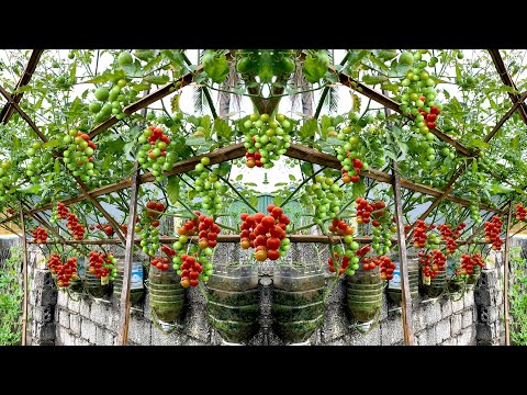No need for a garden, grow your own Tomato String Jade at home for Sweet Fruits, Wrong Fruits