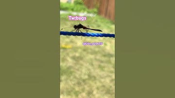 DRAGONFLY #music #bug #dragonfly