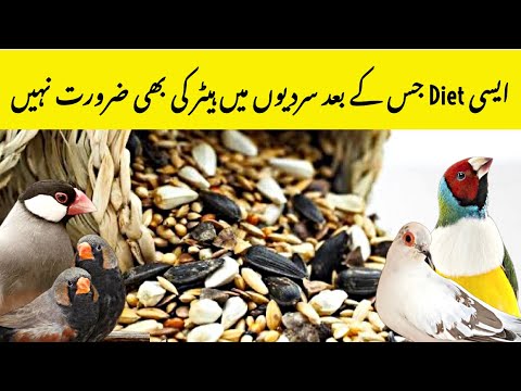 Birds Winter Diet