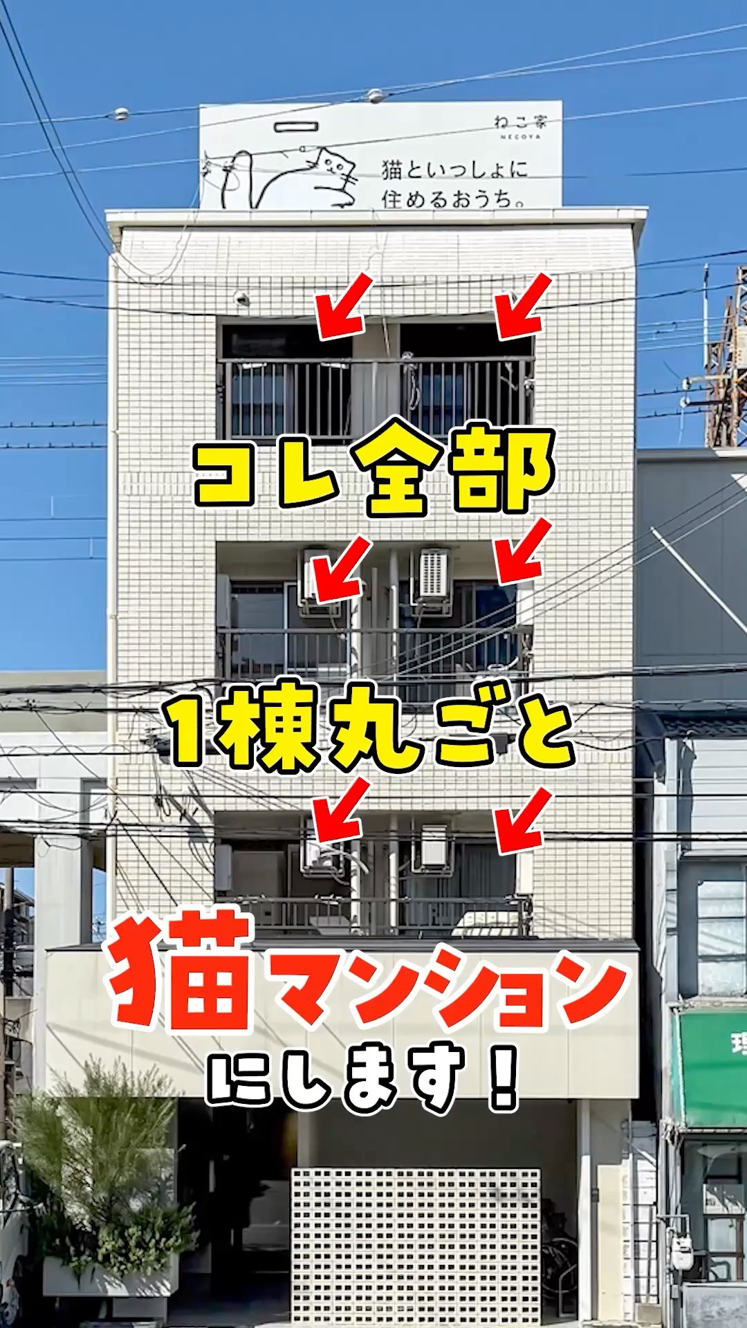An entire building dedicated to cats] The ideal life for a cat and