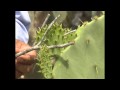 A FAO anunciou que o cacto é o alimento do futuro. Por quê?