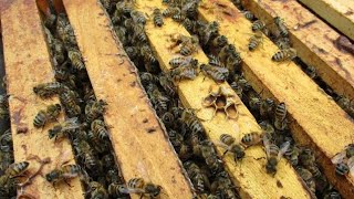 تغذية النحل بالمحلول السكري في الصيف وشح المرعي ?رد على معلومات خطأ في تغذية النحل وتصحيح للمعلومات?