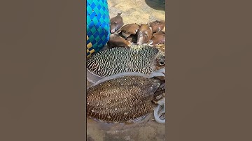 Mực nang cá bò và những loại sò ốc của thợ lặn vừa mới bắt được | Cảnh 86 #lặnbiển