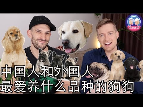 中国人和外国人最爱养什么品种的狗狗？ MOST POPULAR DOG BREEDS IN CHINA VS WEST