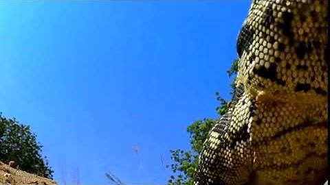 LIVE King Cobra Big Battle In The Desert Mongoose and the unexpected   Most Amazing Animals Attack1