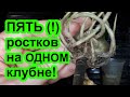 Моя методика. Как разбудить замиокулькас. ТРИ правила! Советы от Plant Helper.