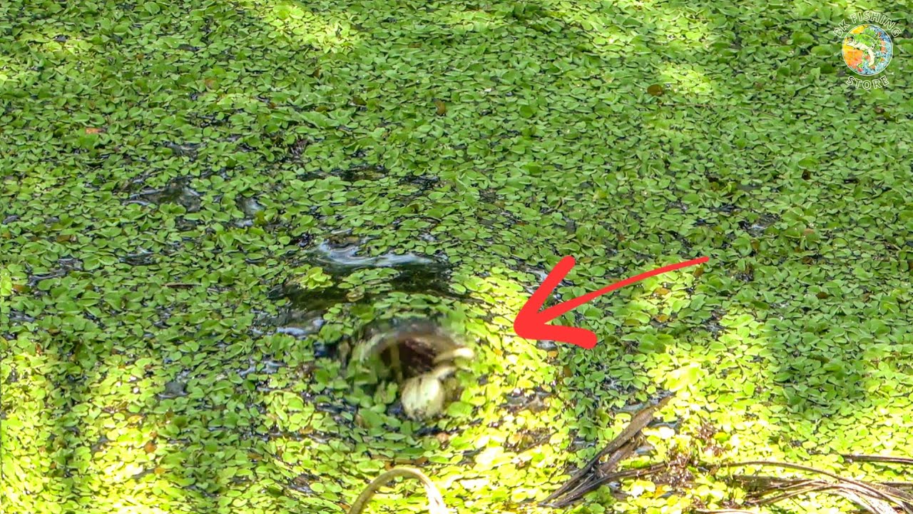 TEREKAM JELAS !!! MEMAKAN KATAK DARI BAWAH TANAMAN AIR 😨