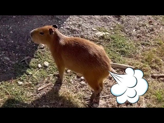 Part 4, Capybaras Fighting SCARY (Kumala vs Savesta) #foryou #fyb #far