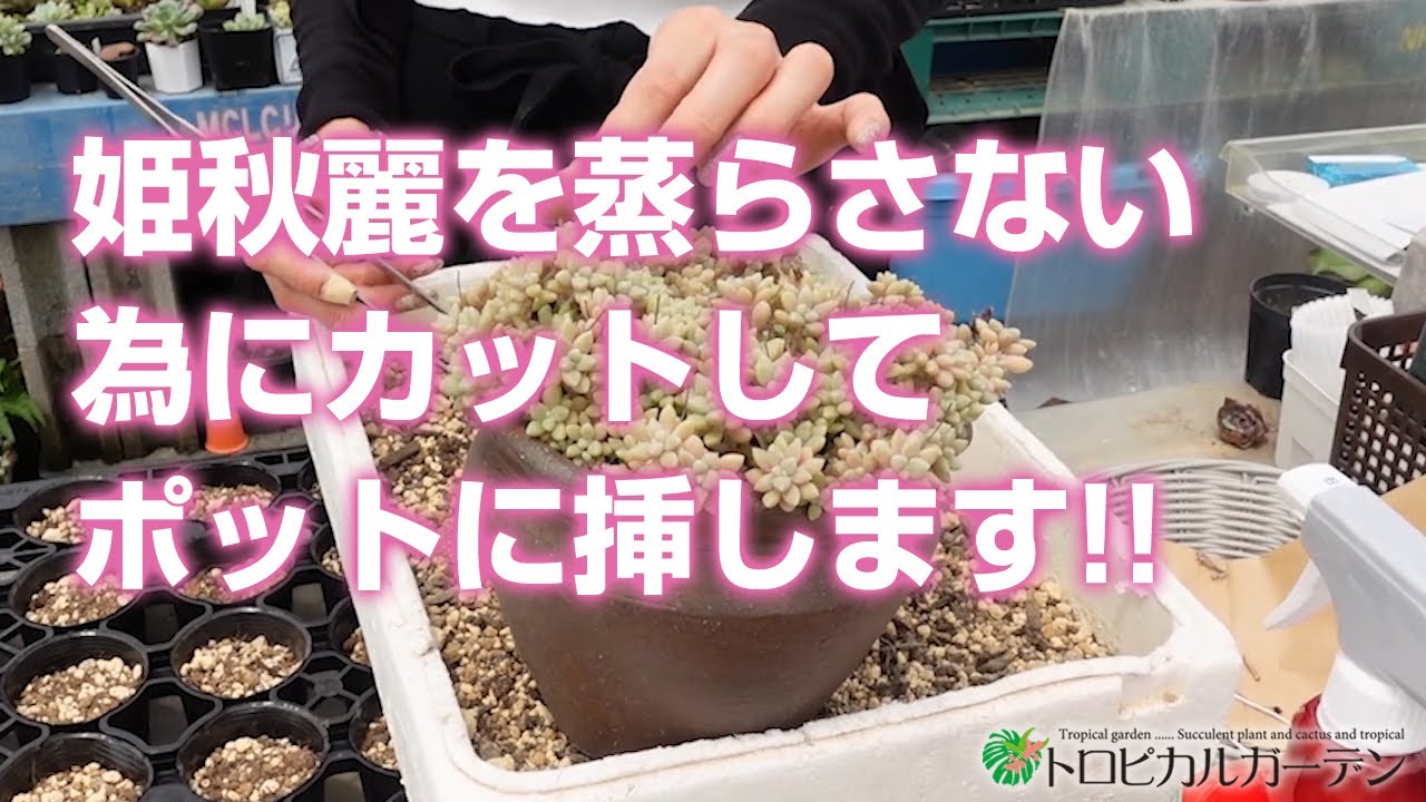 多肉植物】姫秋麗を蒸らさない為にカットしてポットに挿します 