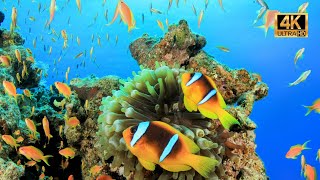 The Ocean 4K   Scenic Wildlife Film With Calming Music Relaxing With Ysr screenshot 1