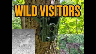 I Left A Trail Camera In The Mountains For 28 Days