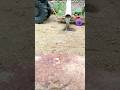 diy mini tractor video | construction machine video | tractor wala video "#youtubeshorts #shorts