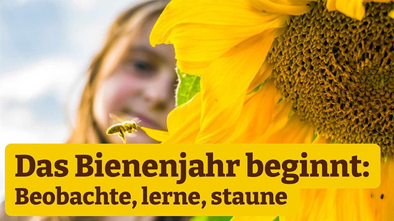 Bienenstunde: Das Bienenjahr beginnt. Beobachte, lerne, staune!