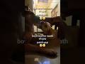 🤣 Funny Bhaaloo don &amp; Gauri don 😍 Loyal german shepherd with cute labrador enjoying &amp; playing #pets