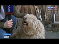 Собакам из приюта срочно пытаются найти дом новосибирские волонтёры