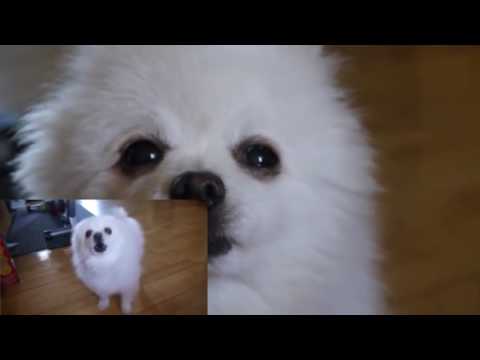 funny-vine-[#2]-|-dog-sings-the-final-countdown