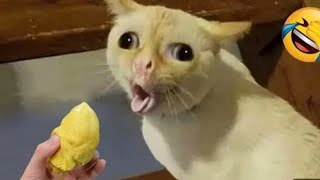 funniest cat's video  New funny video part 67cats are fight