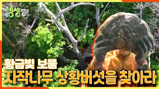 [2TV 생생정보] 황금빛 보물, 자작나무 상황버섯을 찾아라! | KBS 210617 방송