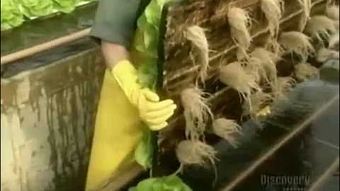 How It's Made - Hydroponic Lettuce
