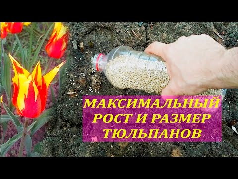 Видео: Удобрение для тюльпанов: как и когда удобрять тюльпаны