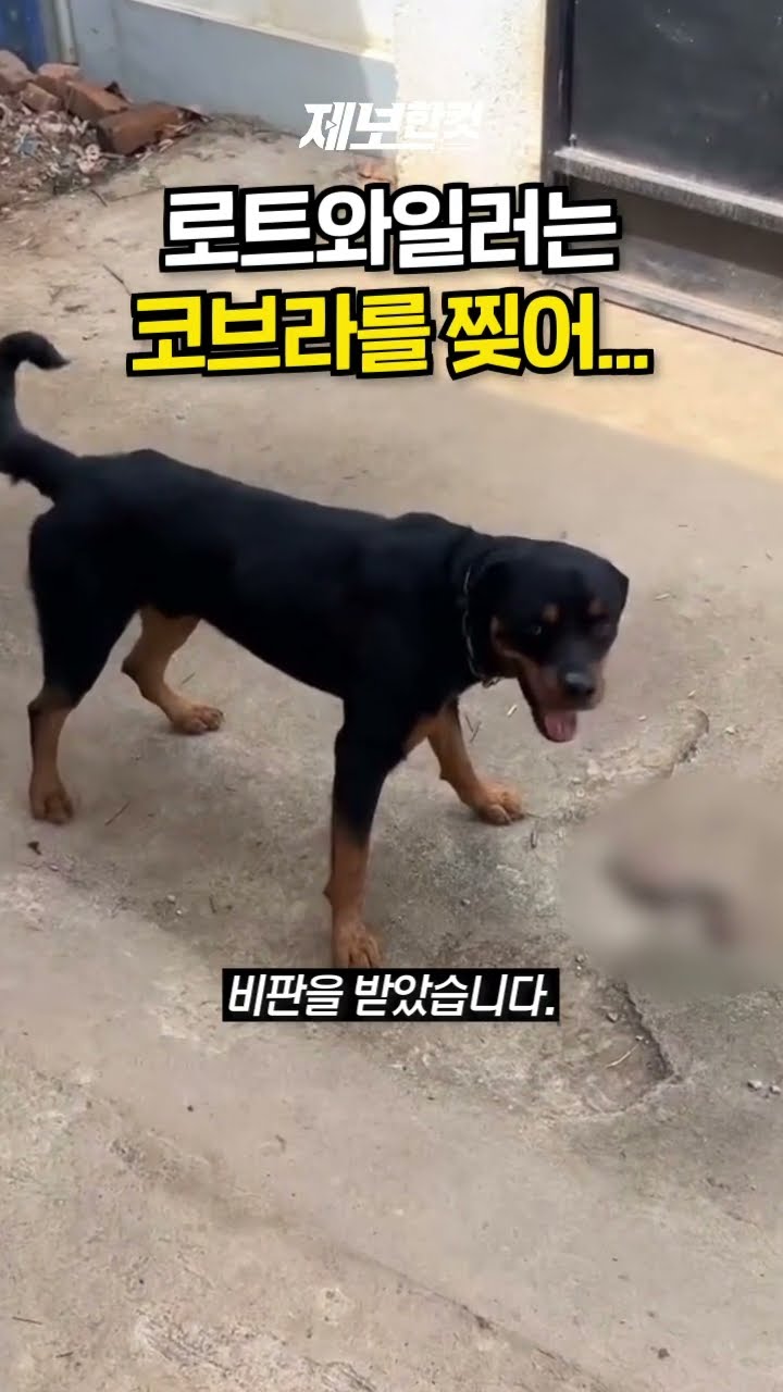 로트와일러는 코브라를 찢어... [제보한컷] #shorts / YTN