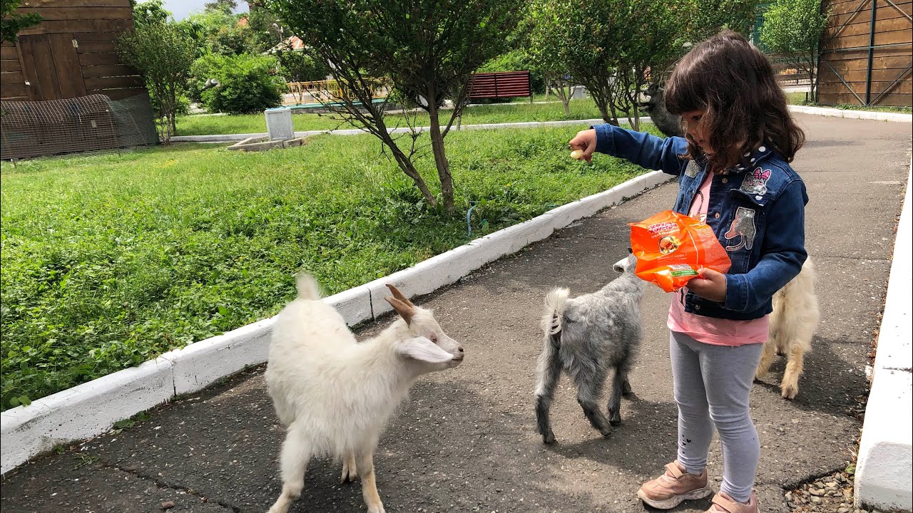 Владикавказ зоопарк Владикавказ зоопарк