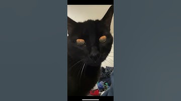 Thumbnail of This sound is supposed to remind cats that they were worshipped in Ancient Egypt #cats